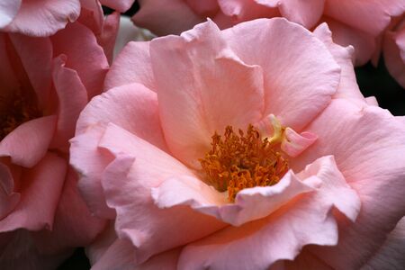 Beautiful light pink english roses flowers in their natural environment in the garden with green leaves in the backgroundの写真素材