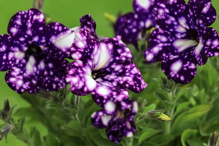 Purple Petunia - Surfinia Flowers with White speckles Looking like a Galaxy in the gardenの写真素材