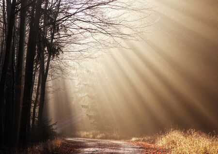 Sunlight is breaking through the trees in the forest and letting the light shine in magical sun beamsの写真素材