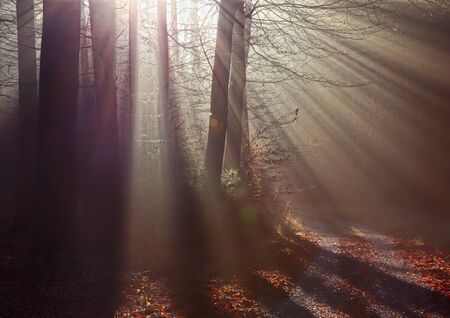 Sunlight is breaking through the trees in the forest and letting the light shine in magical sun beamsの写真素材