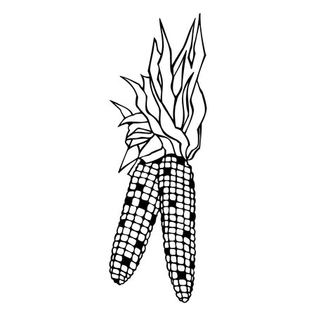 A vintage retro corncob print or etching style sweetcorn illustrationのイラスト素材