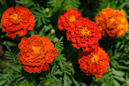 Orange, yellow and gold Tagetes erecta flower. Image photoの写真素材