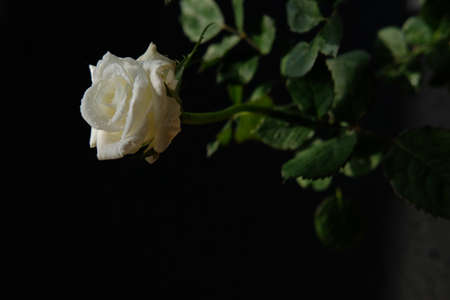 white rose flower with stem and leaves isolated on black background. Image photoの写真素材