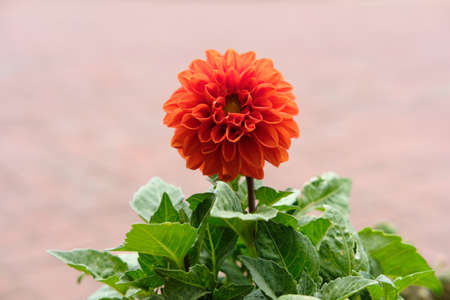 close view of dahlia flower. Image photoの写真素材