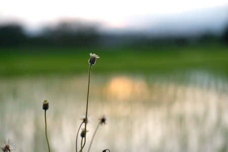 tridax procumbens - coatbuttons flower at sunset time. Image photoの写真素材