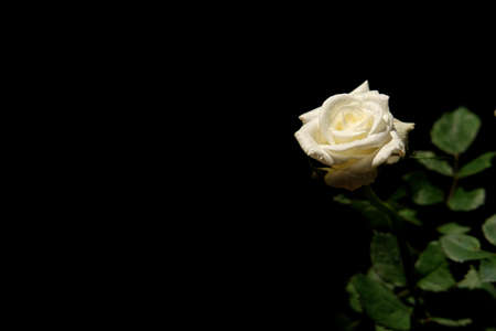 white rose flower with stem and leaves isolated on black background. Image photoの写真素材