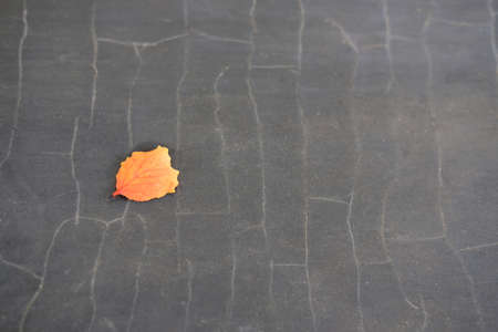 autumn leaves on the black rustic floor. Image photoの写真素材