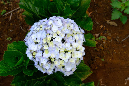 top view of green yellow hydrangea macrophylla (Thunb.) Ser flower. Image photo