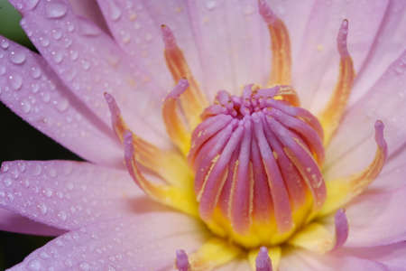 Close up detail pink water lily flower petal with droplet when blooming in the morningの写真素材