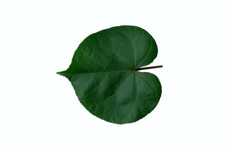 chingma lantern leaf isolated on white background with studio lightingの写真素材