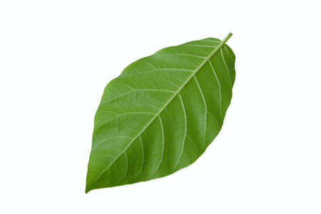 carpathian walnut leaf isolated on white background with studio lightingの写真素材