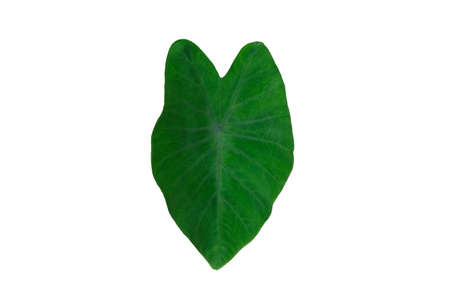 xanthosoma sagittifolium schott / tania leaf isolated on white background with studio lightingの写真素材