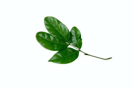Arabica robusta coffee leaf isolated on white background with studio lighting