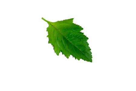 Galeopsis tetrahit (common hemp-nettle) leaf isolated on white background with studio lightingの写真素材