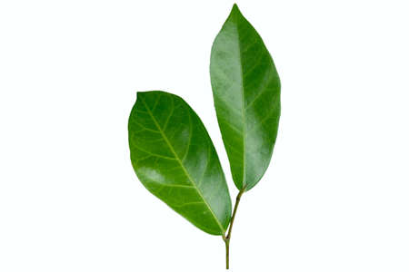 Arabica robusta coffee leaf isolated on white background with studio lightingの写真素材
