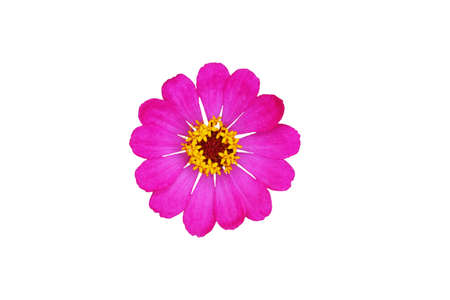 Cut out pink zinnia elegans dahlia flower isolated on white background. Image photoの写真素材