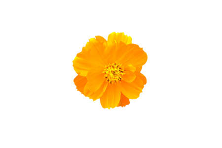 yellow garden cosmos flower isolated on white background. Image photoの写真素材