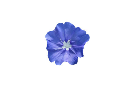Blooming blue morning glory flower isolated on white background. Image photoの写真素材