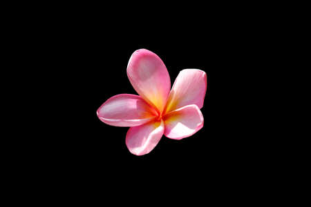 Cluseup head shot of pink frangipani flower isolated on black background. Image photoの写真素材