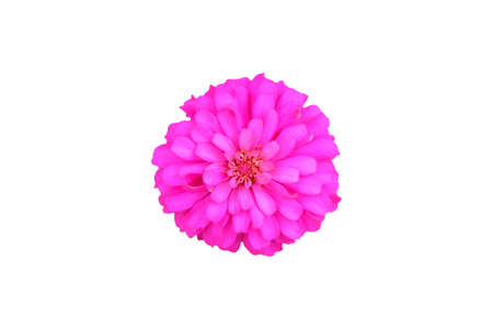 pink zinnia flower isolated with clipping mask on white background. Image photoの写真素材