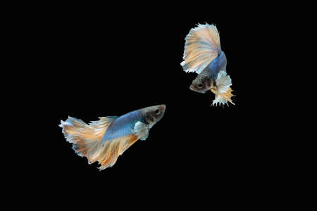 Two dancing blue yellow halfmoon betta siamese fighting fish isolated on black colour backgroundの写真素材