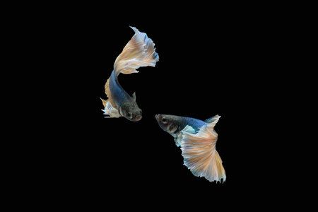 Two dancing blue yellow halfmoon betta siamese fighting fish isolated on black colour backgroundの写真素材