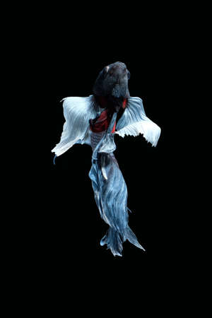 Back view angle of grey dumbo / big ear halfmoon betta fish siamese isolated on black color backgroundの写真素材