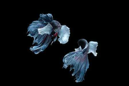 Two dancing grey dumbo / big ear halfmoon betta fish siamese isolated on black color backgroundの写真素材