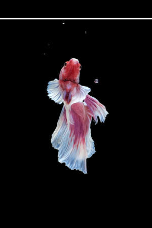 Back view angle of pink white dumbo / big ear halfmoon betta fish siamese isolated on black color backgroundの写真素材