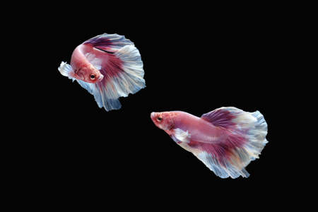 Two dancing pink white dumbo / big ear halfmoon betta fish siamese isolated on black color...