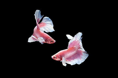 Two dancing pink white dumbo / big ear halfmoon betta fish siamese isolated on black color backgroundの写真素材