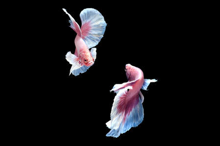 Two dancing pink white dumbo / big ear halfmoon betta fish siamese isolated on black color backgroundの写真素材