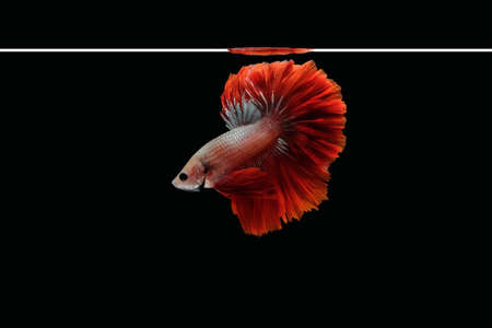 Side view of betta siamese fighting fish (Halfmoon Rosetail Mascot Red Dragon type) isolated on...