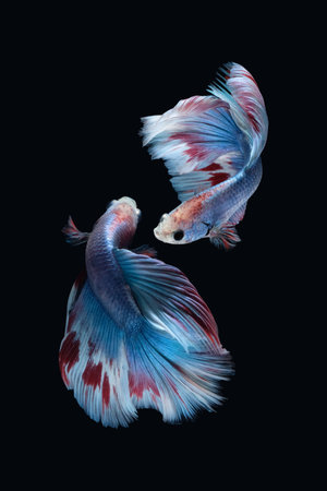 Two dancing Blue marble grizzle halfmoon betta fish siamese isolated on black color backgroundの写真素材