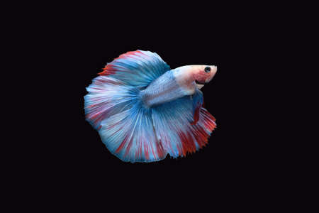Side view of Double tail grizzle betta siamese fighting fish in blue white red color isolated on...