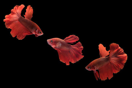 Photo collage of betta siamese fighting fish (Halfmoon Rosetail in white blue color) isolated on black backgroundの写真素材