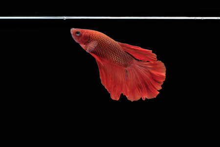 Side view of betta siamese fighting fish (Halfmoon Rosetail in red color) isolated on black...