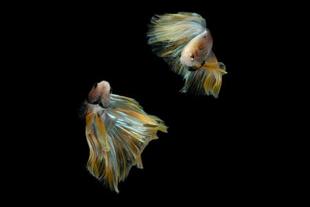 Two dancing golden halfmoon rosetail marble grizzle betta siamese fighting fish isolated on black...