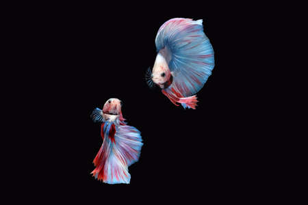 Two dancing betta siamese fighting fish (Double tail grizzle in blue white red color type) isolated on black backgroundの写真素材
