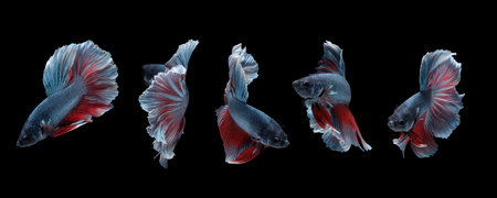 Photo collage of betta fish (Halfmoon Rosetail in grey red white color combination) isolated on...