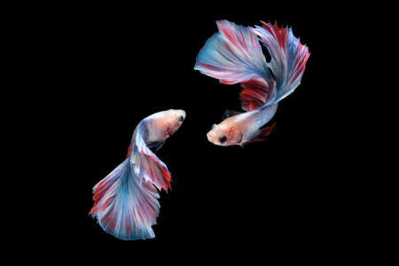 Two dancing betta siamese fighting fish (Double tail grizzle in blue white red color type) isolated on black backgroundの写真素材