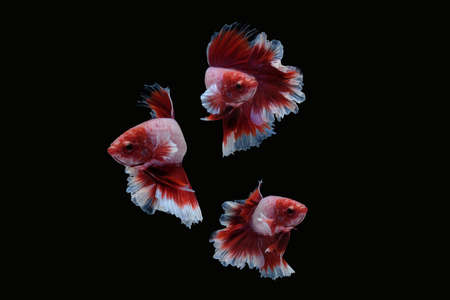 Photo collage set of betta siamese fighting fish (Halfmoon lavender in red and white color...