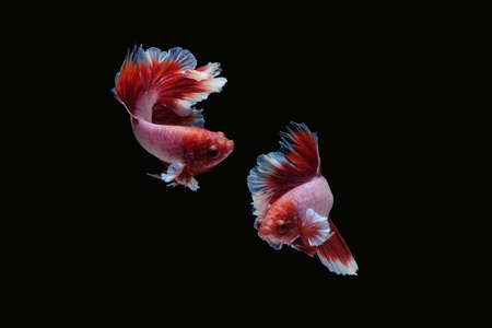 Two dancing betta siamese fighting fish (Halfmoon lavender in red and white color combination type) isolated on black backgroundの写真素材