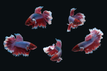 Photo collage set of betta siamese fighting fish (Halfmoon lavender in white purple red color...