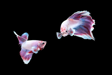 Two dancing of betta siamese fighting fish (Halfmoon lavender in white purple color combination) isolated on black backgroundの写真素材