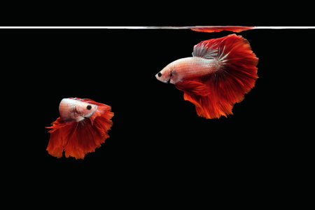 Photo collage flaying and dancing betta siamese fighting fish on a water isolated on black...