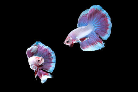 Two dancing of betta siamese fighting fish (Halfmoon lavender in white purple color combination) isolated on black backgroundの写真素材