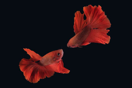 Two dancing of betta siamese fighting fish (Halfmoon Rosetail in white blue color) isolated on black...
