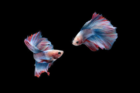 Two dancing betta siamese fighting fish (Double tail grizzle in blue white red color type) isolated on black backgroundの写真素材
