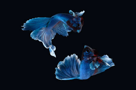 Two dancing of betta siamese fighting fish (Halfmoon Rosetail in white blue color) isolated on black...